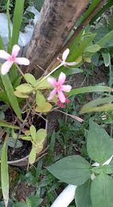 Savesave koleksi gambar berkaitan flora dan fauna for later. Myanmar Flora And Fauna Publications Facebook