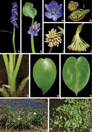 Image result for Polyspatha paniculata