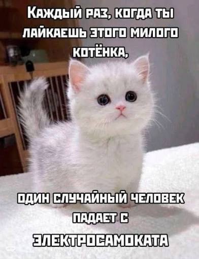 Милый котёнок | Russian with memes
