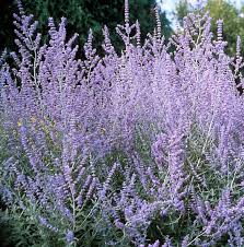 Perovskia Atriplicifolia Sauge De Russie Jardin Sec Jardinerie Jardins