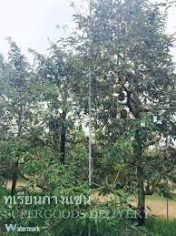 Tanam stek sampai tumbuh akar. D Nims Duriotourism 2 1 Kelebihan Tanam Durian Teknik Siam