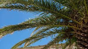 Photo by lyle buss, university of florida. Coconut Tree Vs Palm Tree How To Identify The Difference Fallsgarden