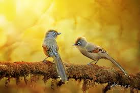 Spectacled Barwing By Sasi Smit Beautiful Birds Bird Photography Bird Photo