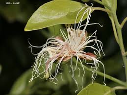 Image result for Capparis fascicularis