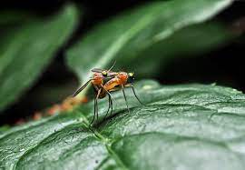Insectes Nature Sexe - Photo gratuite sur Pixabay - Pixabay