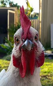 The Cutest Chicken Face Fancy Chickens Cute Chickens Chickens Backyard Funny chicken jokes to get you chuckling (or chickling). the cutest chicken face fancy
