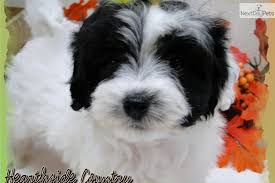 Black And White Maltese Poodle Dog Pin On Sage