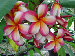 Image result for Kanahia laniflora