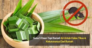 Jika pening cara nak halau tikus dari rumah, anda boleh membeli gam atau pelekat khas untuk memerangkap tikus. Guna 5 Daun Tepi Rumah Ini Untuk Halau Tikus Keturunannya Dari Rumah Edu Bestari