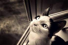 Good Tips Pet Photography Tips Animal Photography Photography Tips
