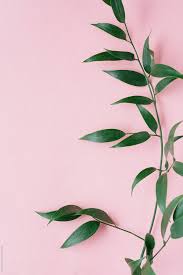 Israeli ruscus is a beautiful, green plant that makes a great addition to any event. Italian Ruscus Leaves On Pink By Kristin Duvall For Stocksy United Zelenye Kartiny Zelenye Fony Palmovyj Print
