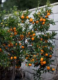 Check spelling or type a new query. What Are Kishu Mandarins How To Grow Tips White On Rice Couple