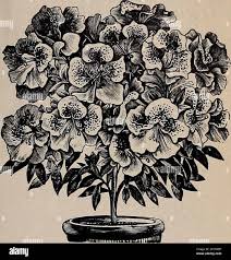 Image result for Acalypha sonderiana