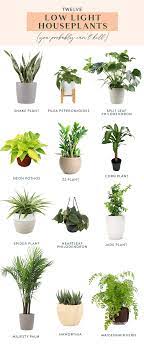 Twelve Low Light Indoor Plants You Probably Can T Kill Low Light House Plants Indoor Plants Low Light Low Light Indoor Plants