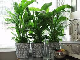 Oggi condivido con voi 6 piante da appartamento che penso siano molto facili da curare, perfette se volete introdurre qualche piantina nella vostra. Piante Appartamento Nove Specie Che Crescono Rigogliose In Casa Archzine It