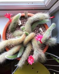 They grow with their roots exposed to the air. The Soft Monkey Tail Cactus What You Need To Know Succulent City