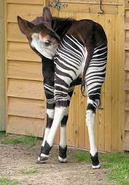 20 Animals With Stripes Ideas Animals Animals Wild Stripes