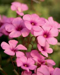 Cottage Pink Wood Sorrel Oxalis Crassipes Wood Sorrel Beautiful Flowers Pink Flowers