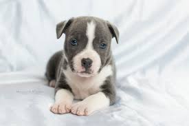 Bought & campaigned my first staffordshire bull terrier in 1981, acquiring the sunnystone affix in 1986 i joined the k.c.assured breeder scheme in 2004 with 3 accolades. Vdh Staffordshire Bullterrier Zucht Great And Glory