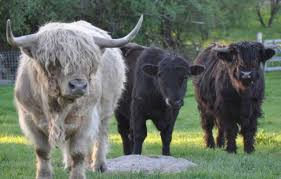 They are a fairly large breed which is quite a common sight in the scottish countryside. Scottish Highland Cattle Banbury Cross Farm