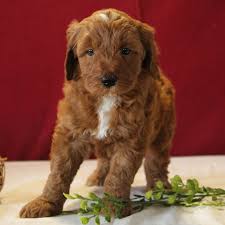 Occasionally, they will have a litter of english teddy bear goldendoodles. Richy F1b Mini Goldendoodle Doggie For Sale At Gordonville Pennsylvania Vip Puppies