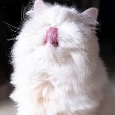 Pin On Cats