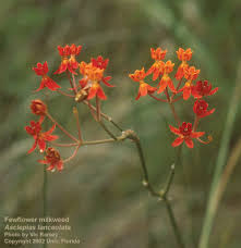 Image result for Polysphaeria lanceolata