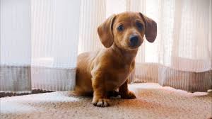 9 000 Best Animals Videos 100 Free Download Pexels Stock Videos