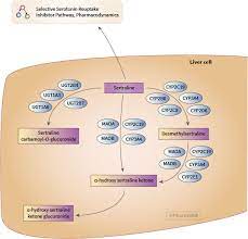 Sertraline Pathway Pharmacokinetics