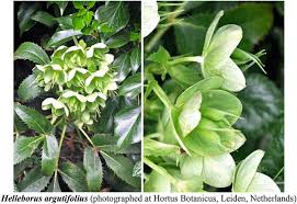 Image result for Hugonia elliptica