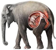 11 Facts About Elephants Amazing Information Elephant Facts Elephant Gestation Elephant Love