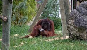 Voici les derniers codes promos zoo de beauval, que nous avons obtenu en belgique. Zooparc De Beauval Wikipedia