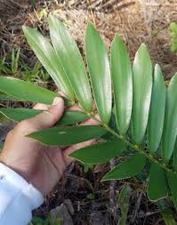 Image result for Zamia furfuracea