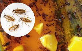 Caranya campurkan 4 hingga 5 tetes tea tree oil dan setengah sendok teh minyak zaitun ke dalam mangkuk kecil, kemudian, aduk hingga rata. Petua Mudah Buat Perangkap Lipas Dalam Kereta Hanya Dengan 3 Bahan Free Malaysia Today Fmt