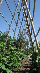 Okay, it wasn't fond at the time, but you know what i mean. Vertical Supports In The Vegetable Garden Harvest To Table