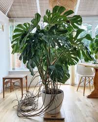 Monstera Deliciosa In 2021 Indoor Plants Plant Decor Artificial Indoor Plants