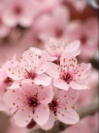 Wall Paper Rosa Pink Cherry Blossoms 56 Trendy Ideas Sakura Flower Sakura Tree Sakura Cherry Blossom