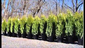 arborvitae emerald green quick facts on growing these