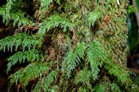 Image result for Abrodictyum