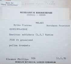 Image result for Ipomoea linosepala