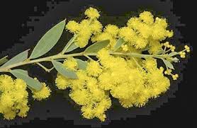 Image result for Acacia kamerunensis