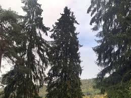 Check spelling or type a new query. Frankfurt Weihnachtsbaum Peter Schmuckt Weihnachtsmarkt Am Romer Die Perfekte Fichte Frankfurt