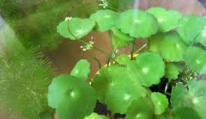 水陸両用植物 ウォーターマッシュルーム をビオトープに植えよう Lovegreen ラブグリーン