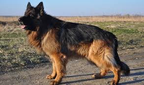 They're best kept inside to prevent long coat gsd price. Long Haired German Shepherd Long Hair Problems Nope
