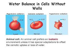 Check spelling or type a new query. 2 8 Tonicity And Osmoregulation 1 Effects Of
