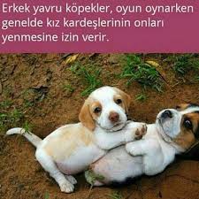 Bilgi Canlarim Benim Hayvan Bilimi Komik Eglenceli Gercekler