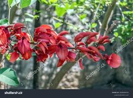 Image result for Erythrina crista-galli