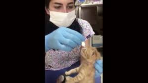 So many of nature's incredible stories involve the power of mothers. Turkish Stray Cat Brings Kittens To Vet In Adorable Video Petsradar