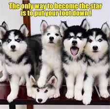  40 Ide Hasky Dog Siberian Husky Anjing Anjing Husky