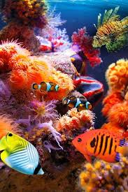 Pin On Zee Dieren